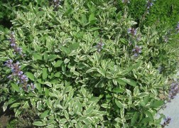 Salvia officinalis Creme dela creme / Fehértarka orvosi zsálya